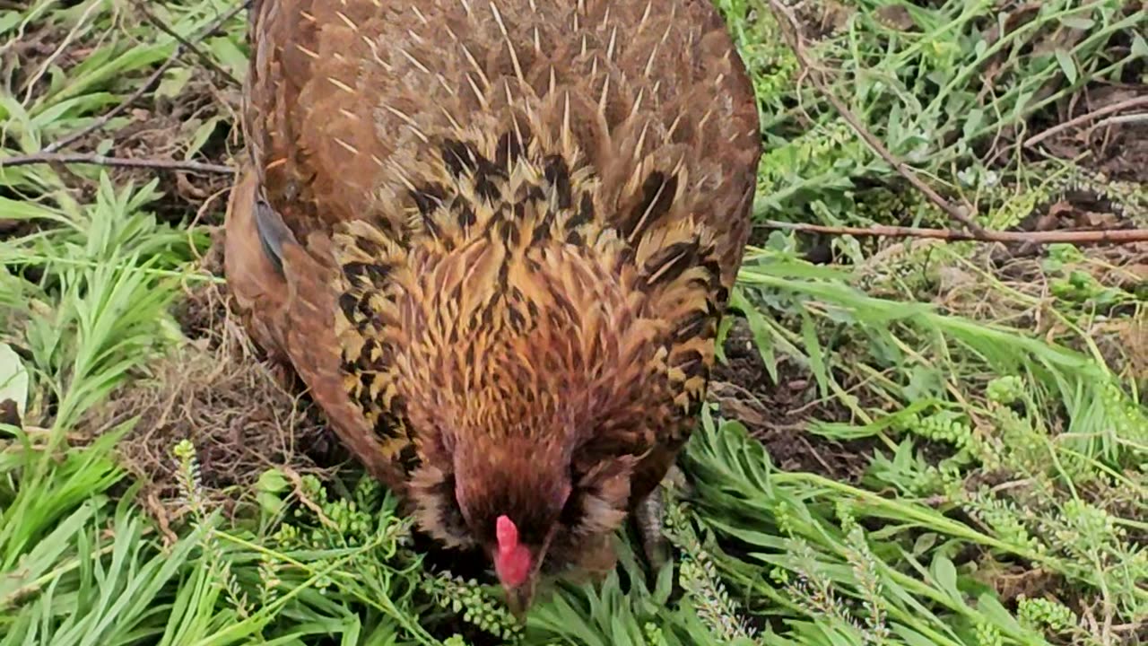 OMC! Beautiful Brownie doing her best 2 get some tasty treats from these wild greens! #shorts #hens