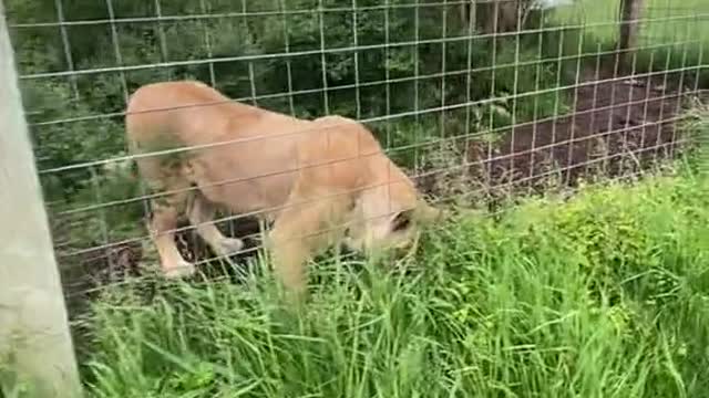 Kariba has big feelings when the feeding routine gets switched up
