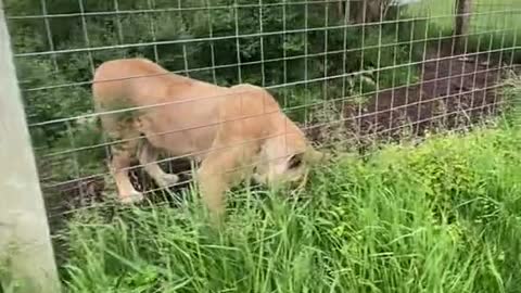 Kariba has big feelings when the feeding routine gets switched up