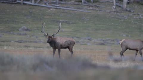 Elk Rut