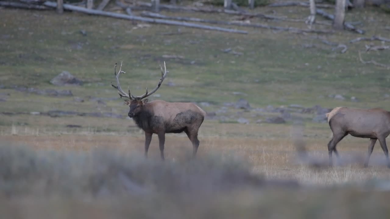 Elk Rut