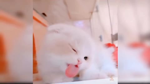 Cat Reaction to Playing Toy - Funny Cat Toy Reaction Compilation