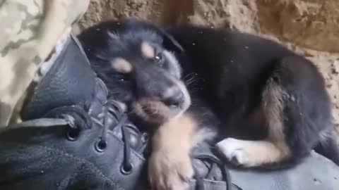 A puppy in a trench with #Ukrainian defenders.