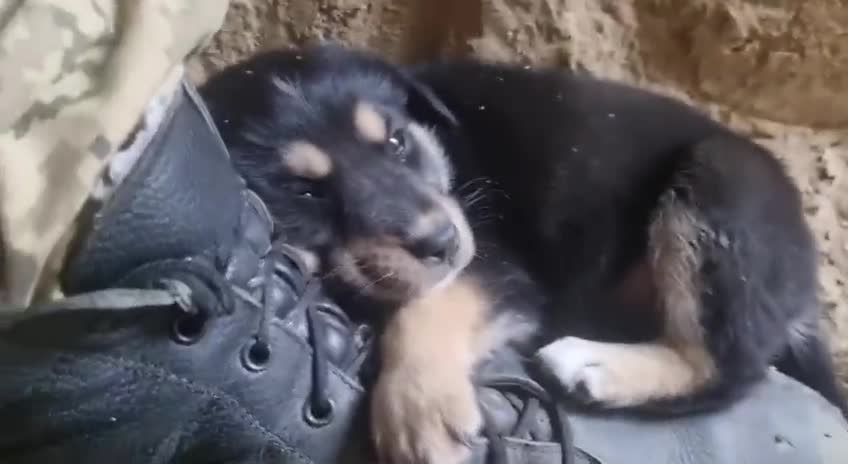 A puppy in a trench with #Ukrainian defenders.