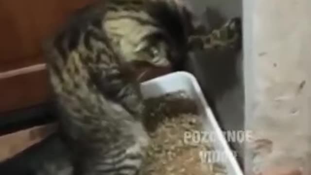 The cat is a man!