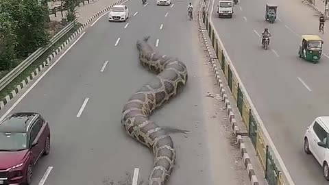 # Big Anaconda Snake on Video#