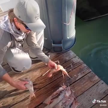 Bourbonnais Middle Class News On Fish Fillets Shark Bites