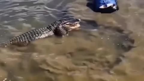 Lady playing with Crocodiles