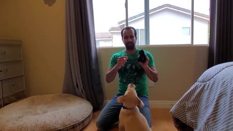 A LABRADOR PUPPY LEARNING AND PERFORMING TRAINING COMMANDS