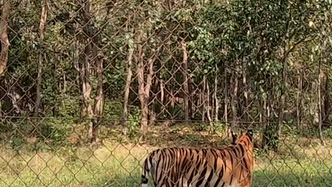 Wild tiger in the zoo #shorts