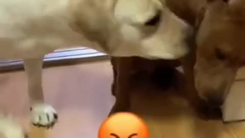 Cute and Funny Dog Videos | Aww Animals #24