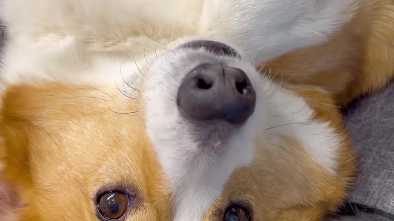 Smart dog