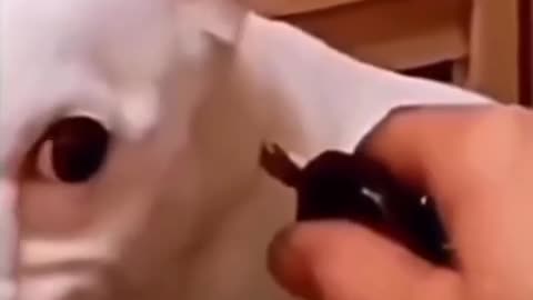 Funny animals video