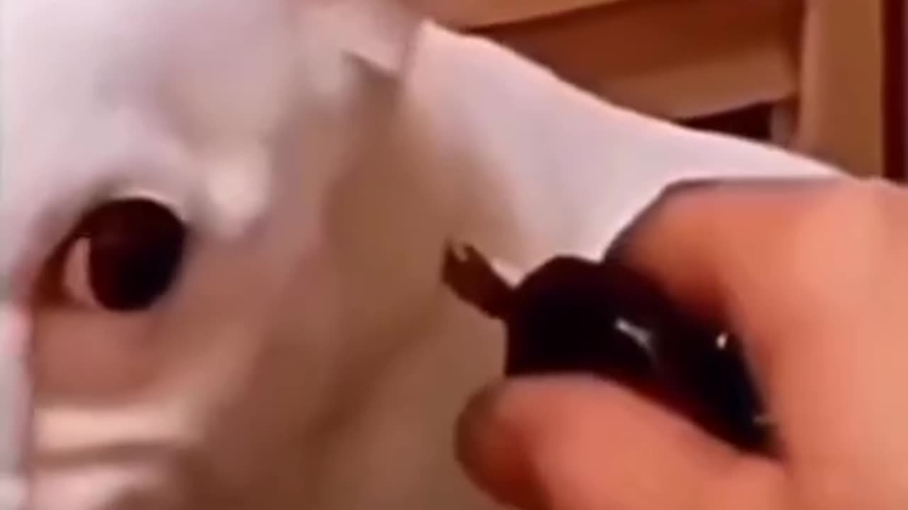Funny animals video