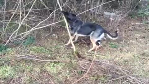 Fiona and yet another stick