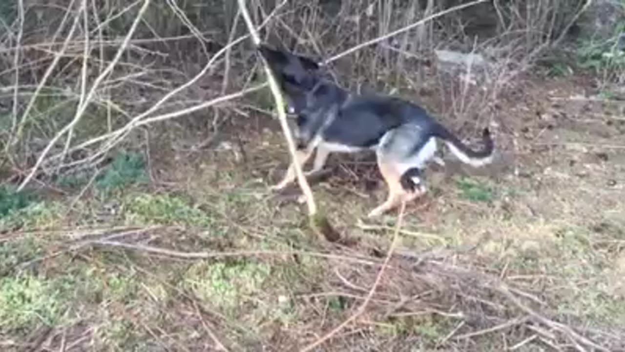 Fiona and yet another stick
