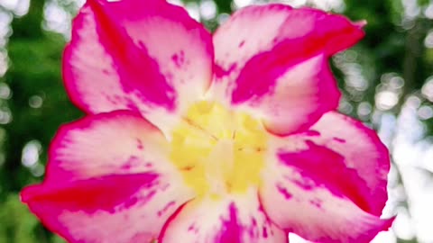 How to get Beautiful adenium flower.