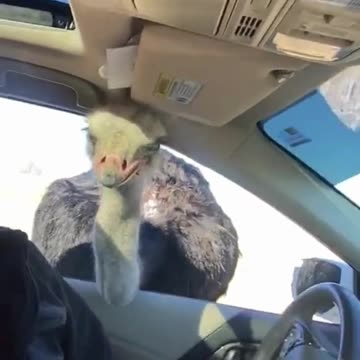 When the petting zoo goes wrong!