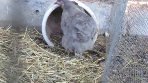 Silkie pullets (4)