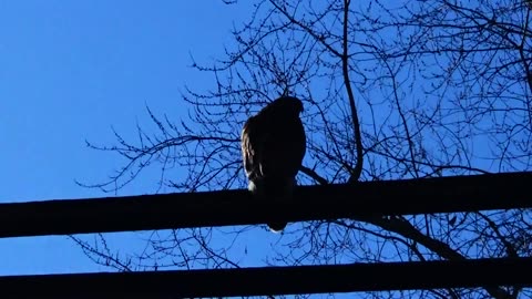 Hawk