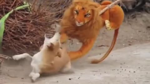 dog attacked by lion