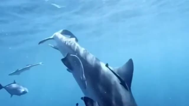 This is the biggest shark of the world...