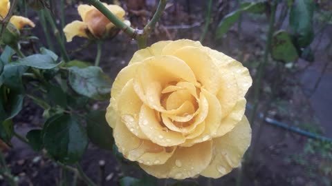 November rose