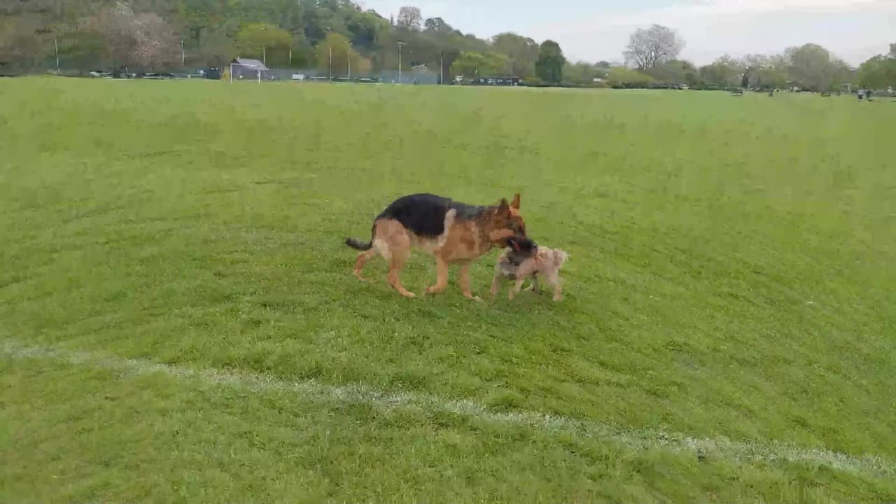 KAYKO TEDDY & SPARTACUS