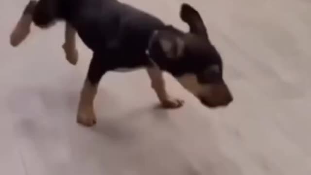 animals happens funny video