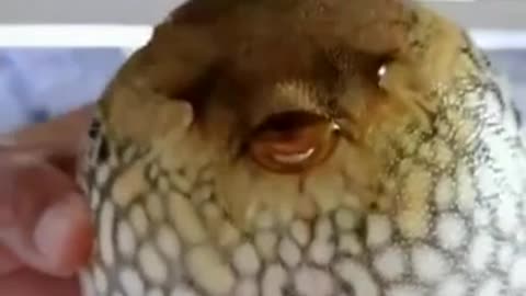 Funy puffer fish face