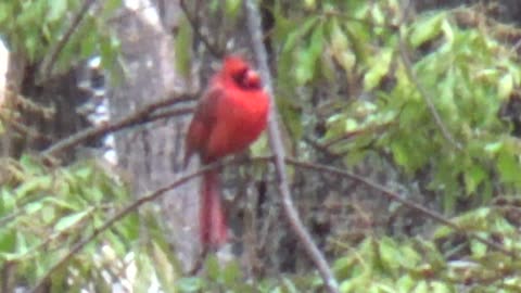 Cardinal