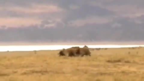 2022/07/21 18/26/17Hyenas hunting wildebeest, put down after began to eat