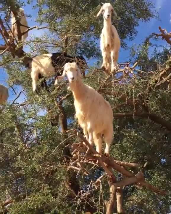 Estas cabras trepadoras de Marruecos son las responsables de un aceite de belleza