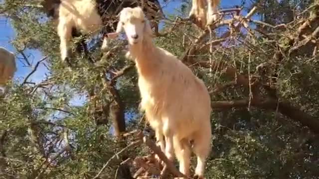 Estas cabras trepadoras de Marruecos son las responsables de un aceite de belleza