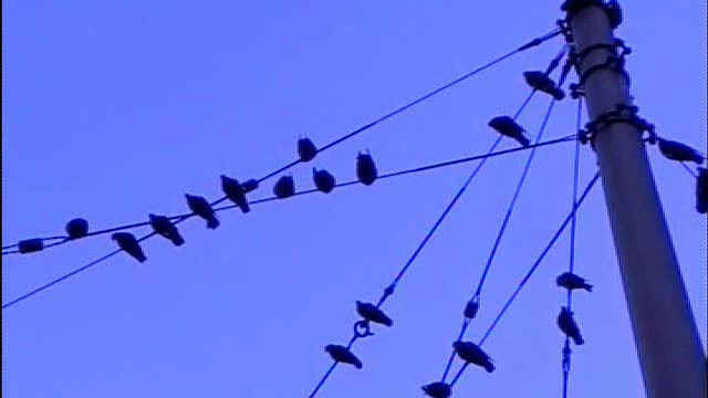 Pigeons Swingin' on a Line