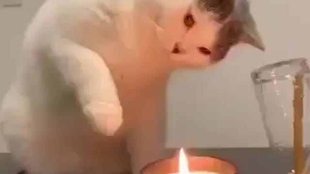 Cat tries to catch candle