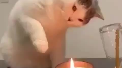 Cat tries to catch candle