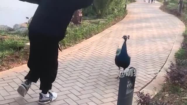 Synchronization between humans and animals