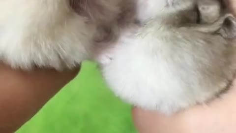 The mouse shows affection in front of the cat, and the result is even more unbelievable
