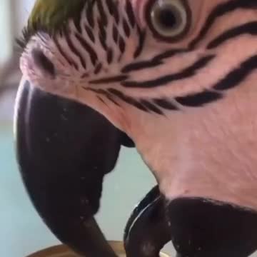 Funny bird open peer can