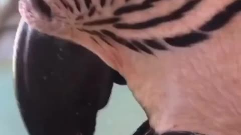 Funny bird open peer can