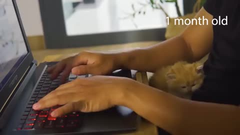 How kitten Pudding grow up- from 0 to 12 months #cat #cute #kitten #pets #meow #videos #shorts #dog