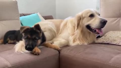German Shepherd Puppy Plays with Golden Retriever for the First Time!
