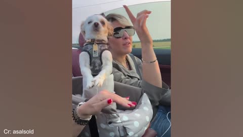 Funny Dogs and Cats