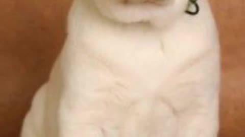 Cute Labrador