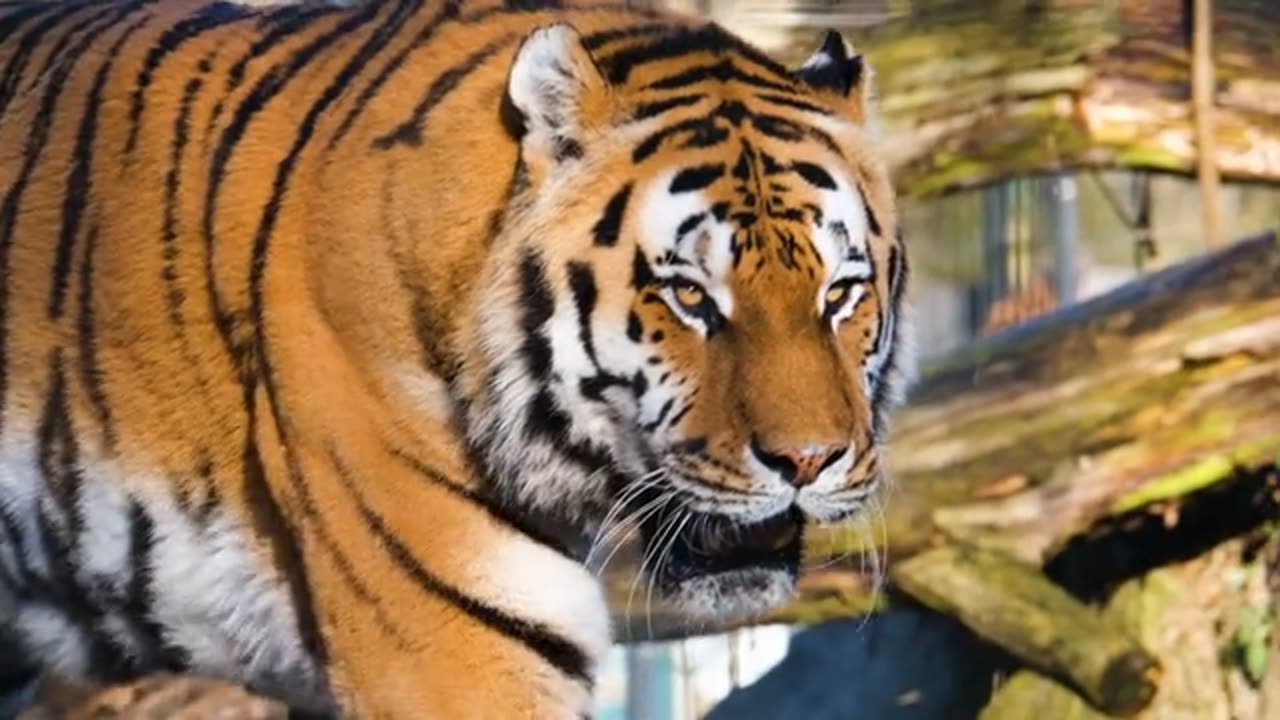 Engry Lion