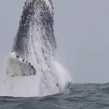 AMAZING WHALE!!! 😲