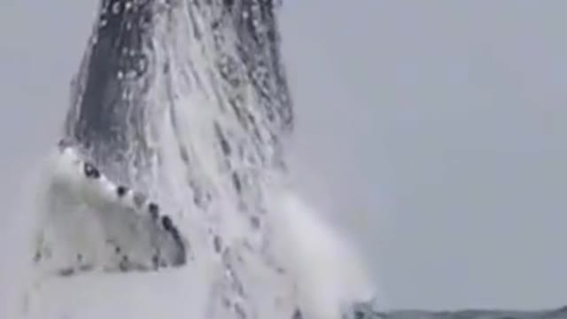 AMAZING WHALE!!! 😲