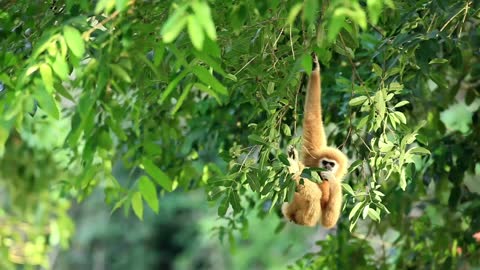 Golden Snub-nosed Monkey