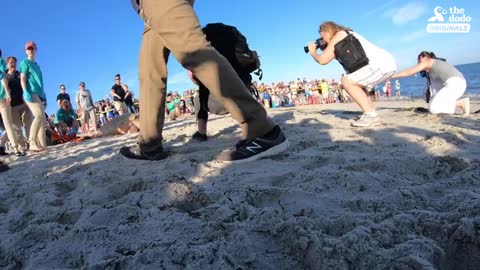 Rescued Giant Sea Turtle Is Thrilled To Swim Back To The Ocean